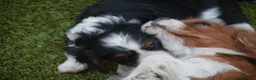 Cavalier King Charles Spaniel perros en venta: cachorro calidad compañia - Anuncio 5