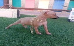 Whippet perros en venta: WHIPPET PICCOLO ITALIANO  - Imagen 3
