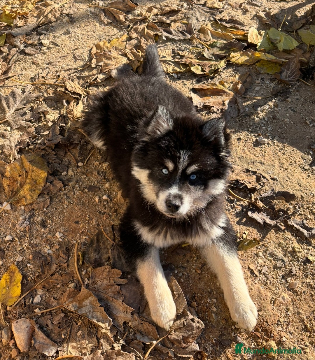 Pomsky perros en venta: Mini husky puro pomsky - Anuncio 6