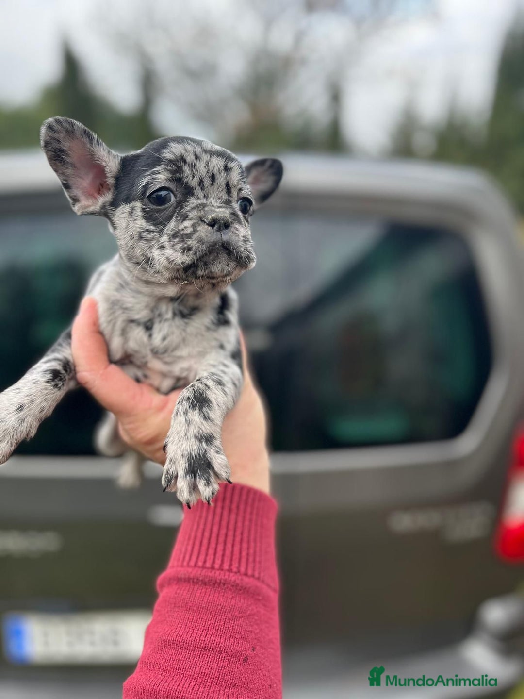 Bulldog Francés perros en venta: Espectacular macho de Bulldog Frances merle - Anuncio 8