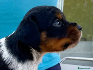 Épagneul Breton perros Epagneul bretón - Anuncio 1