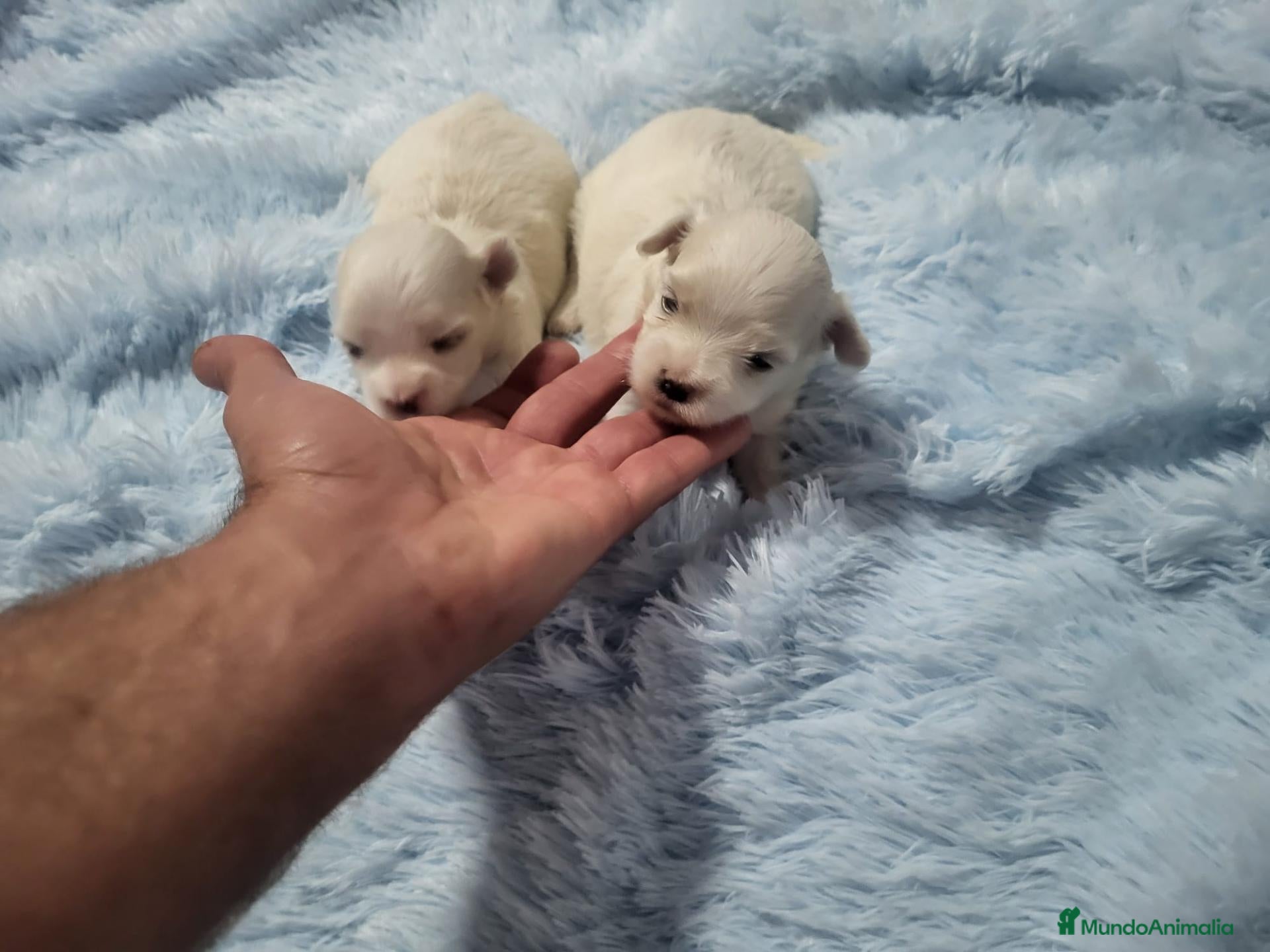 Bichón Maltés perros en venta: Bichón Maltés  - Anuncio 2