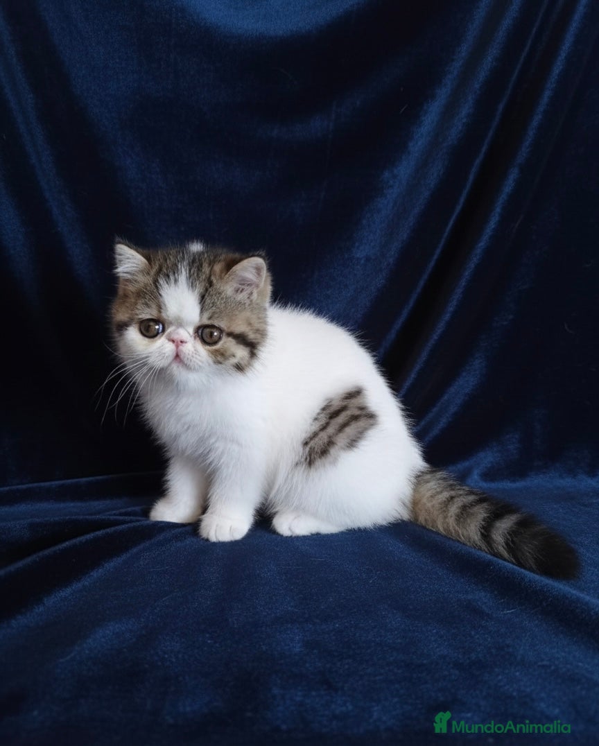 Exótico de Pelo Corto gatos Hembra Exótica - Calidad y Salud Garantizada - Anuncio 3