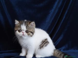 Exótico de Pelo Corto gatos Hembra Exótica - Calidad y Salud Garantizada - Anuncio 1