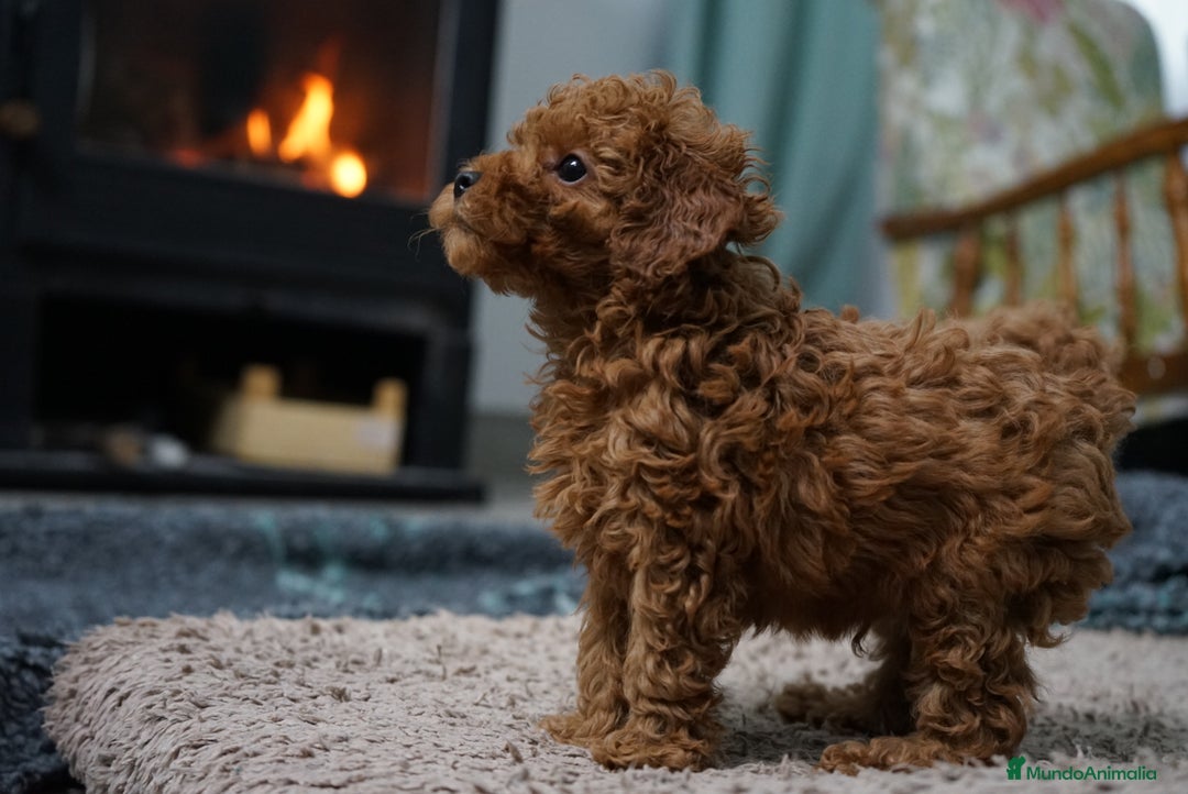 Caniche Toy perros en venta: 🐾 AtoM – Caniche Toy rojo intenso 🔥✨ - Anuncio 2
