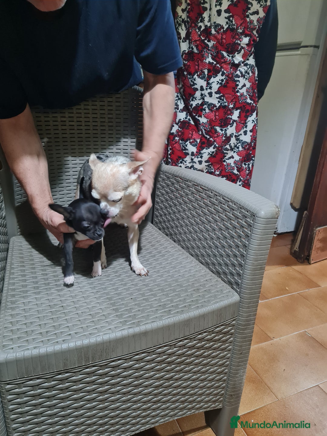 Chihuahua perros en venta: Chihuahua  toy - Imagen 14
