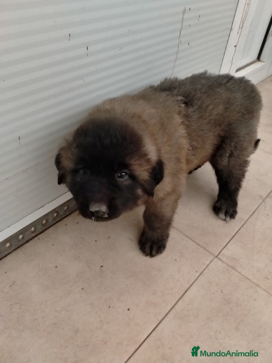 Pastor del Cáucaso perros en venta: Pastores del caucaso - Imagen 3