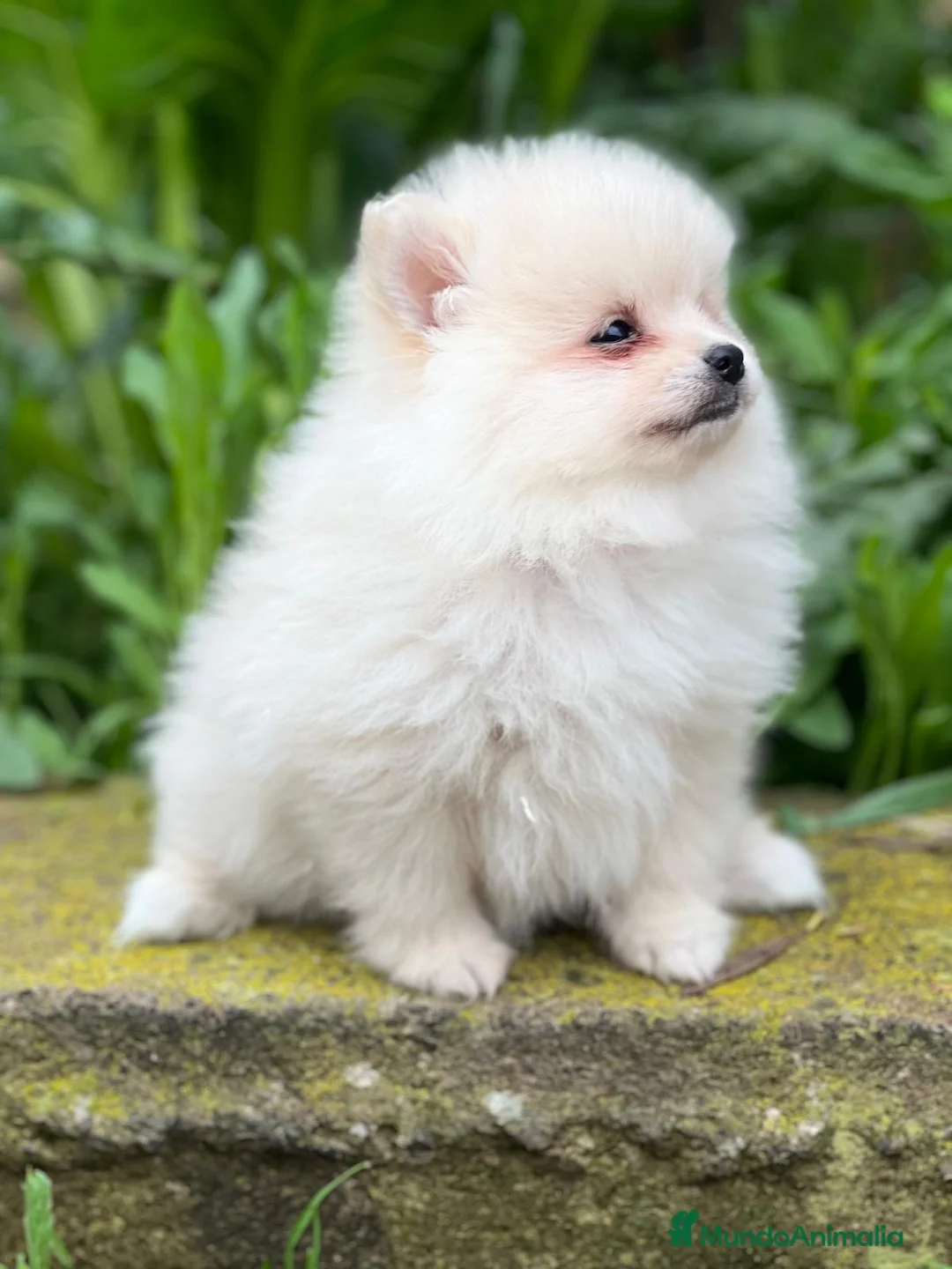 Pomerania perros en venta: Pomerania  en Barcelona - Anuncio 3
