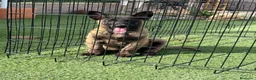 Pastor Belga Malinois perros en venta: Cachorro de Malinois gran calidad  - Anuncio 1