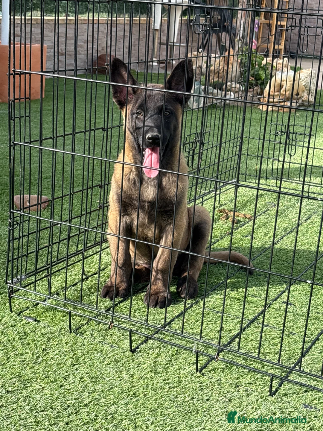 Pastor Belga Malinois perros en venta: Cachorro de Malinois gran calidad  - Anuncio 1