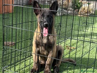 Pastor Belga Malinois perros Cachorro de Malinois gran calidad - Anuncio 1