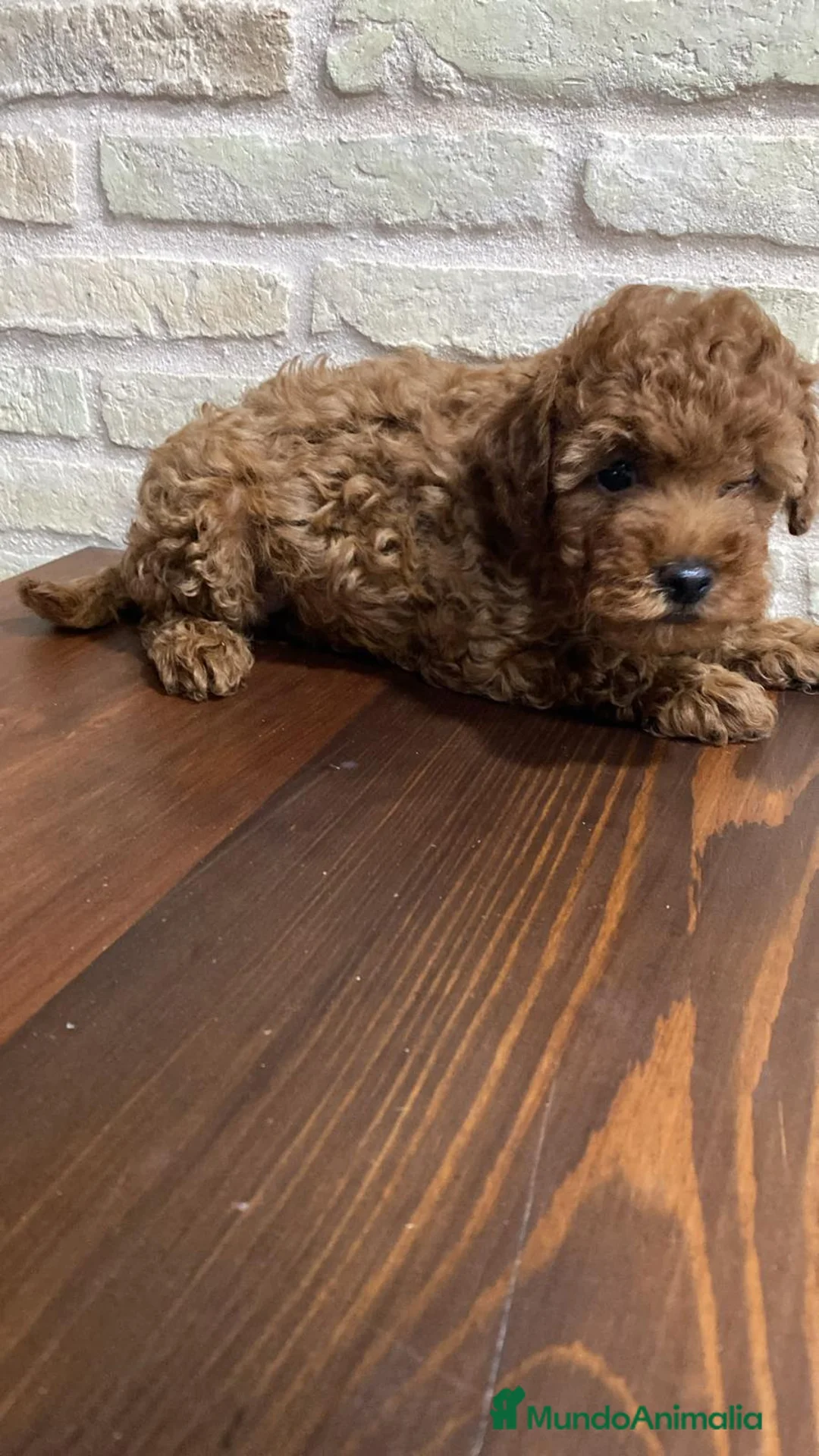 Caniche Toy perros en venta: Caniche toy hembra Roja  - Anuncio 6