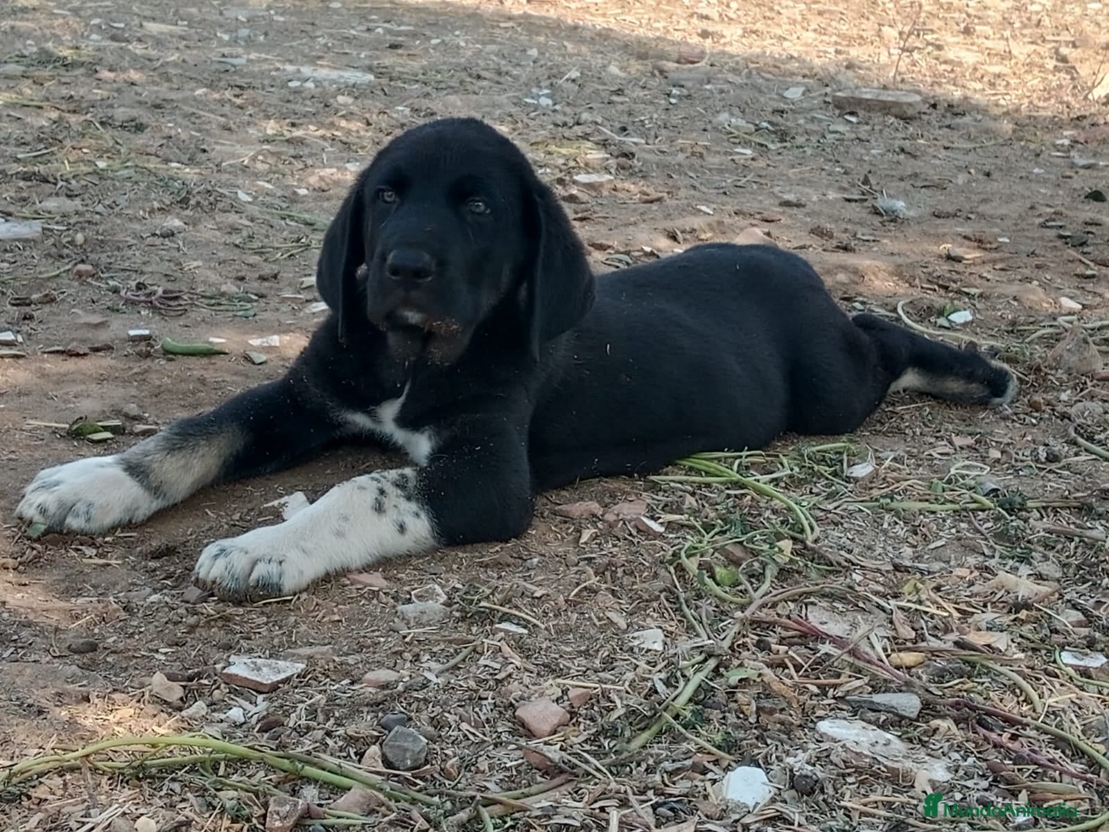 Mastín Español perros camada mastín español - Anuncio 1