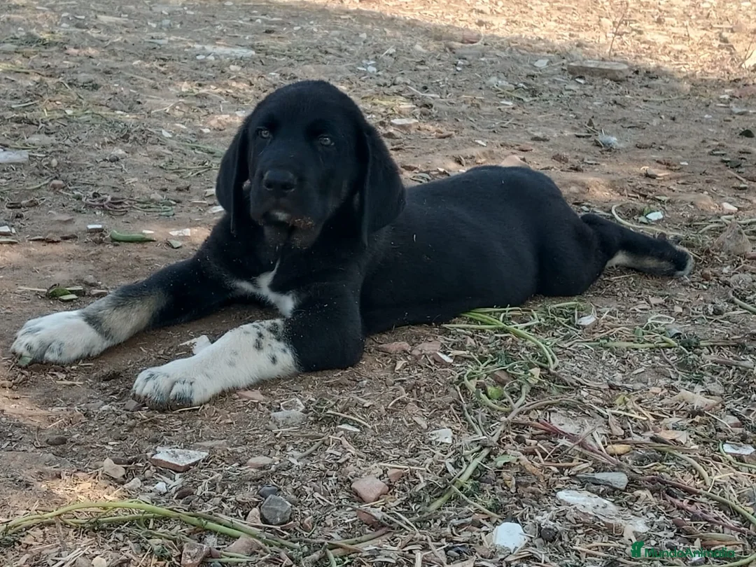 Mastín Español perros en venta: camada mastín español - Anuncio 1