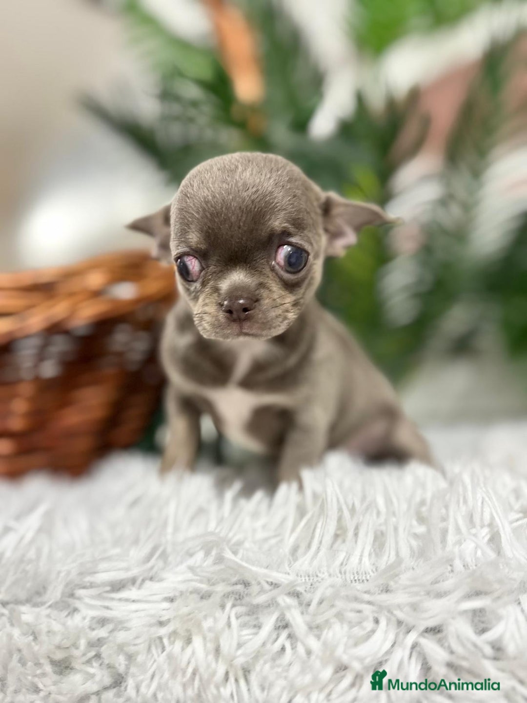 Chihuahua perros en venta: CHIHUAHUA HEMBRA LILAC AND TAN - Anuncio 8