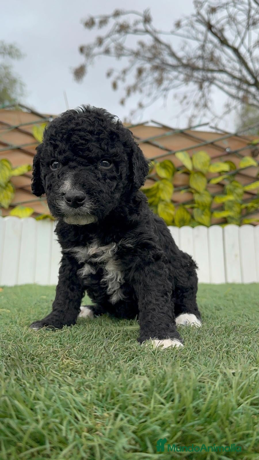 Perro de Agua Español perros PERRO DE AGUA HEMBRA - Anuncio 3