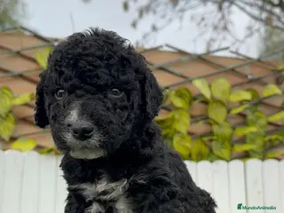 Perro de Agua Español perros PERRO DE AGUA HEMBRA - Anuncio 5
