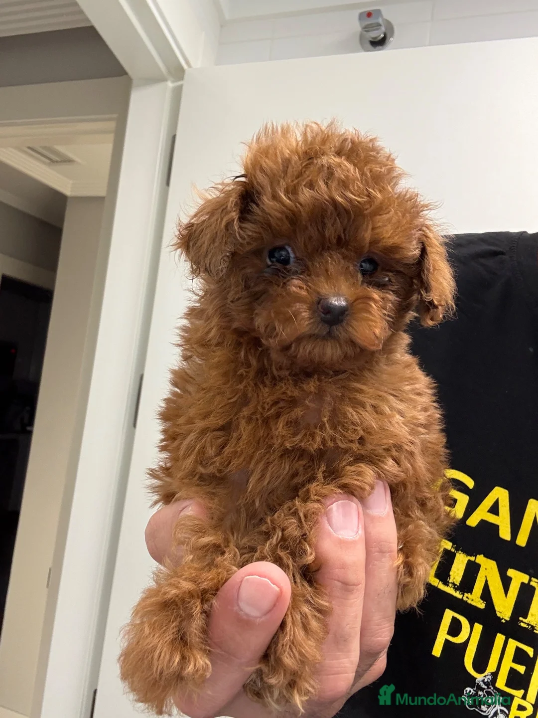 Caniche Toy perros en venta: CANICHE TOY HEMBRA LÍNEA ASIATICA en Barcelona - Anuncio 2