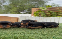 Yorkshire Terrier perros en venta: YORKSHIRE TERRIER MACHOS - Imagen 8