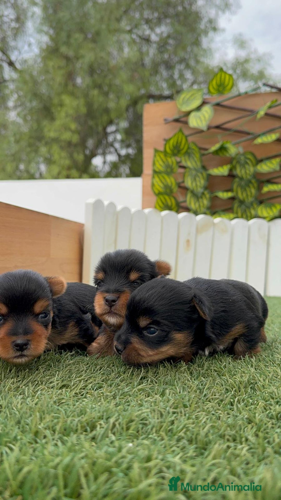 Yorkshire Terrier perros en venta: YORKSHIRE TERRIER MACHOS - Imagen 8