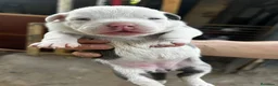 American Pit Bull Terrier perros en venta: American pitbull terrier  - Anuncio 2