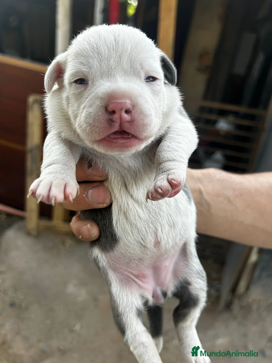 American Pit Bull Terrier perros en venta: American pitbull terrier  - Anuncio 2