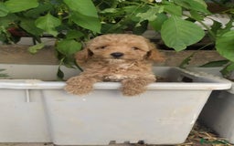 Caniche Toy perros en venta: CANICHES TOY BEBÉ MACHOS - Anuncio 3