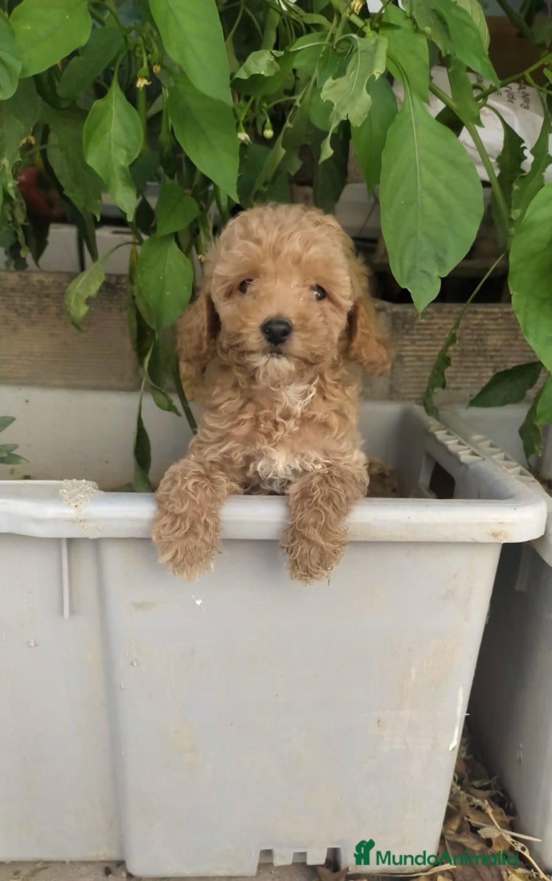 Caniche Toy perros en venta: CANICHES TOY BEBÉ MACHOS - Anuncio 3