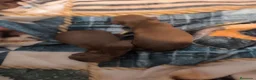 Caniche Toy perros en venta: Caniche en Curtis La Coruña - Anuncio 2