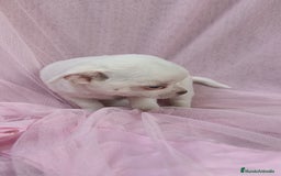 Chihuahua perros en venta: Chihuahua Blanco 🤍  - Anuncio 6