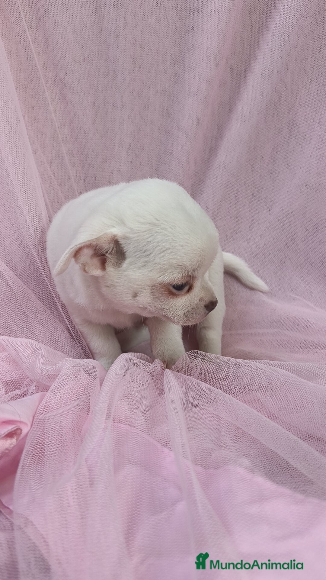 Chihuahua perros en venta: Chihuahua Blanco 🤍  - Anuncio 6