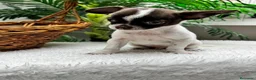 Chihuahua perros en venta: CHIHUAHUA CHOCOLATE Y BLANCO - Anuncio 8
