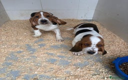 Basset Hound perros en venta: Último BASSET HOUND  - Anuncio 15
