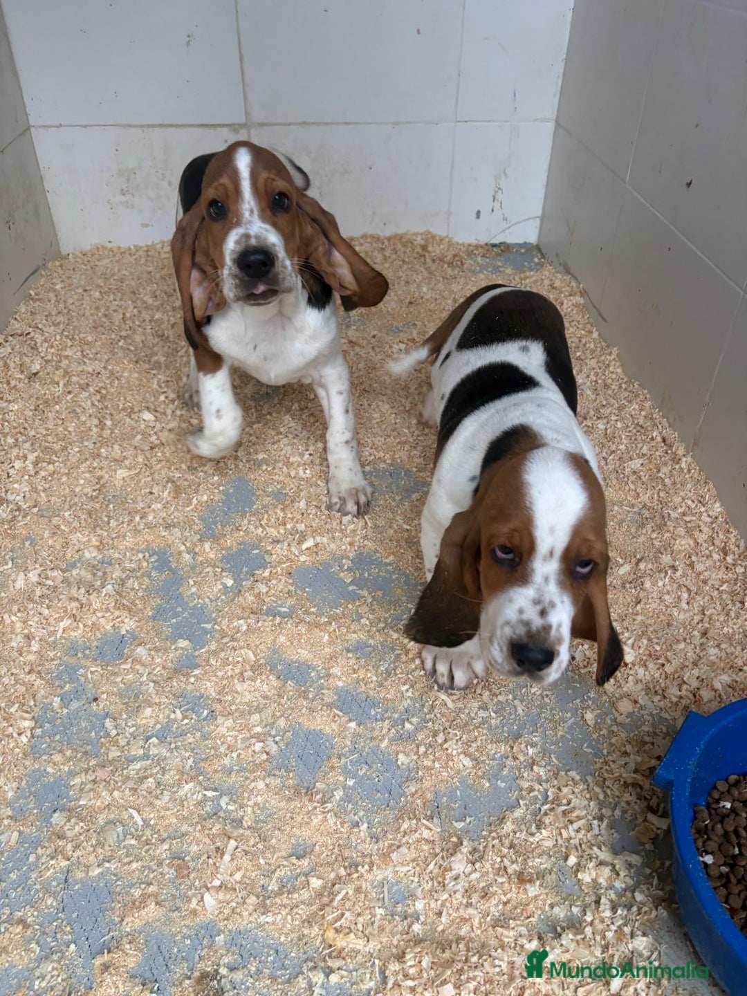 Basset Hound perros en venta: Último BASSET HOUND  - Anuncio 15