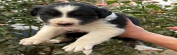 Border Collie perros en venta: Preciosos border collie - Anuncio 3
