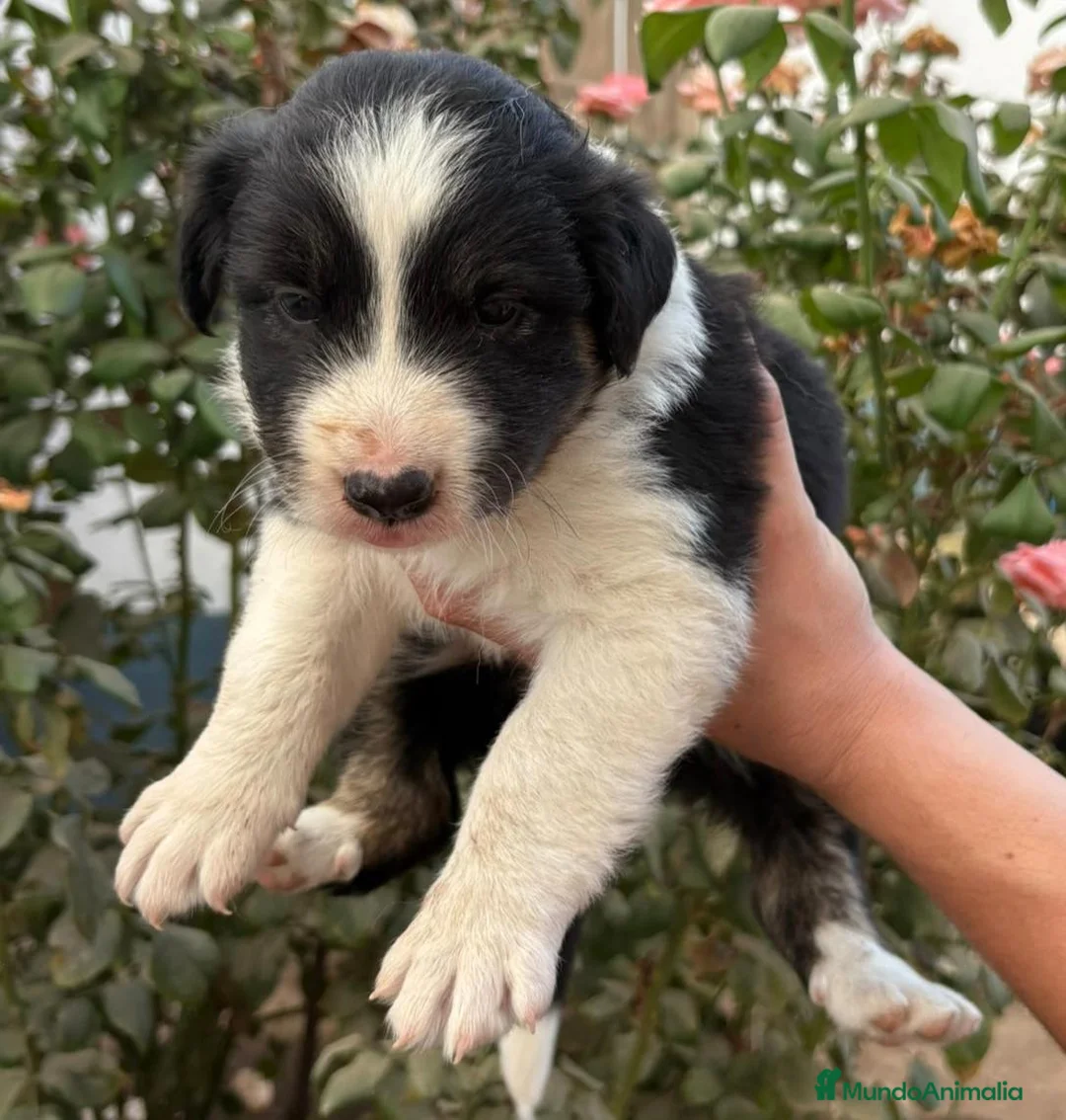 Border Collie perros en venta: Preciosos border collie - Anuncio 3