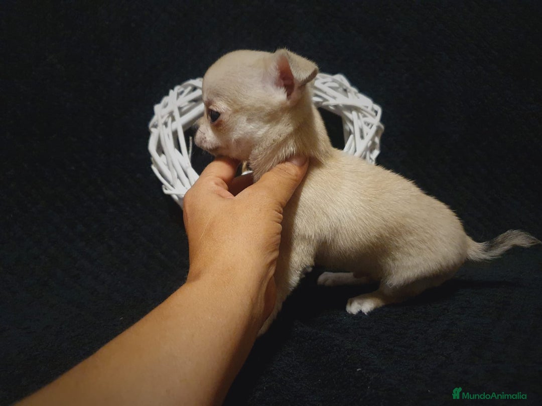 Chihuahua perros en venta: Chiguagua - Imagen 4