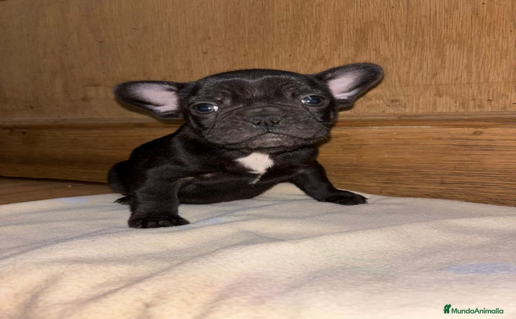 Bulldog Francés perros Bulldog francés exóticos  - Anuncio 1