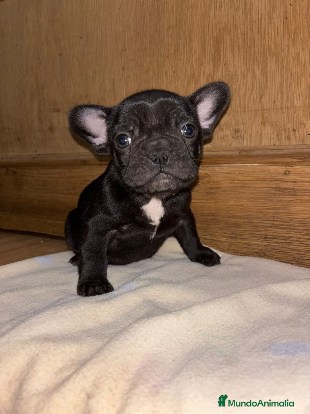 Bulldog Francés perros en venta: Bulldog francés exóticos  - Anuncio 1