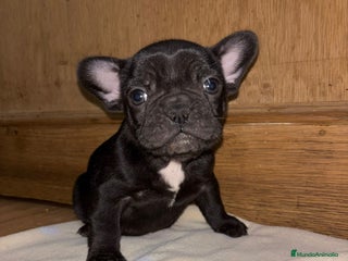 Bulldog Francés perros Bulldog francés exóticos - Anuncio 4