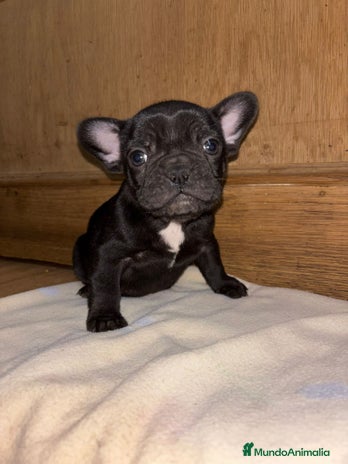 Bulldog Francés perros Bulldog francés exóticos - Anuncio 2