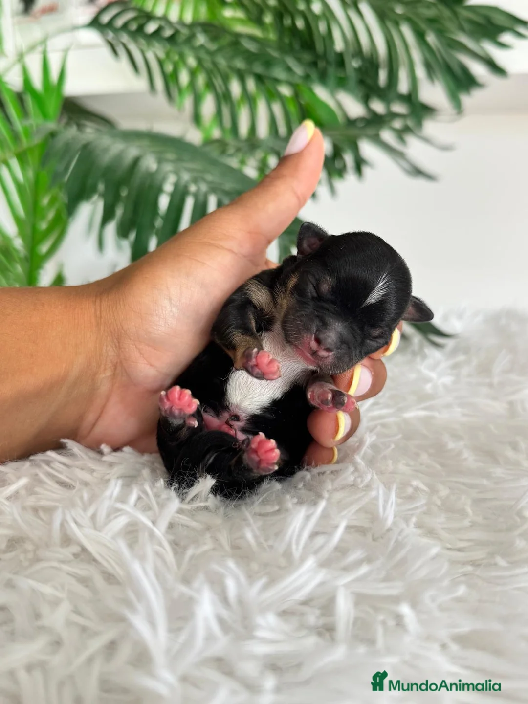 Chihuahua perros en venta: CHIHUAHUA - Anuncio 2