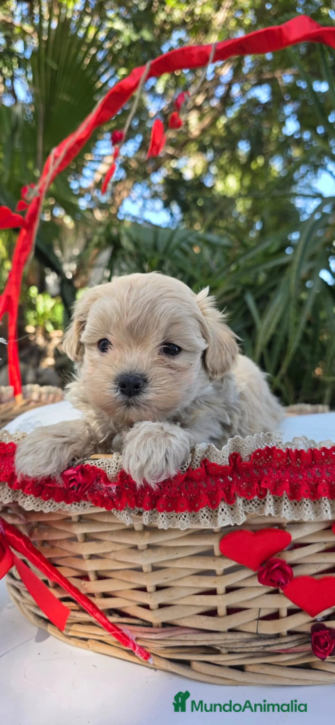 Maltipoo perros en venta: Maltipoo macho toy - Anuncio 3