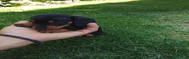 Teckel Miniatura 4