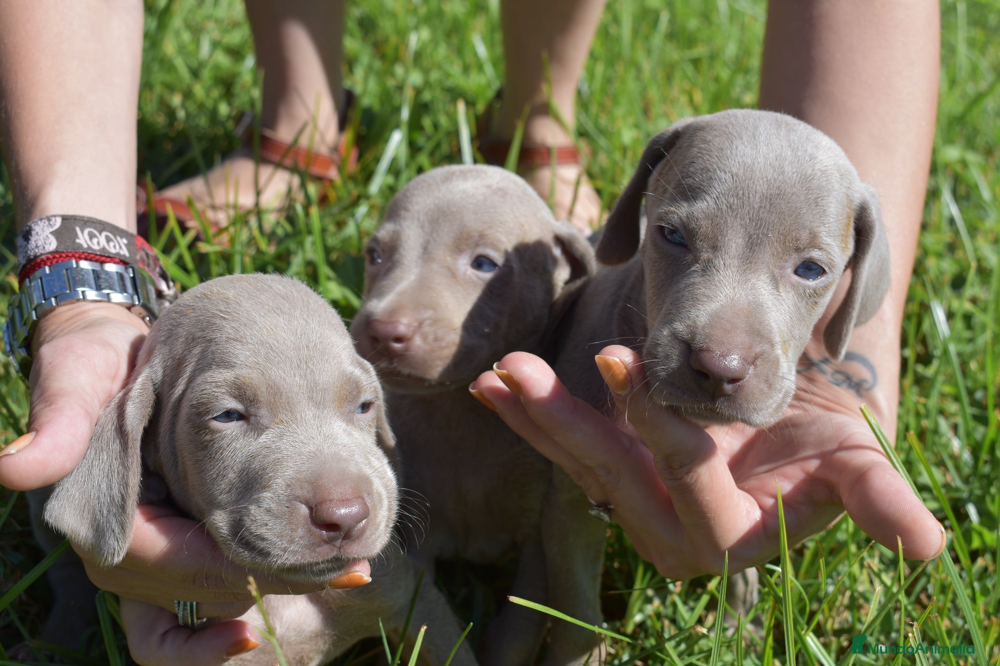 Weimaraner perros Preciosa camada de Braco de Weimar  - Anuncio 2