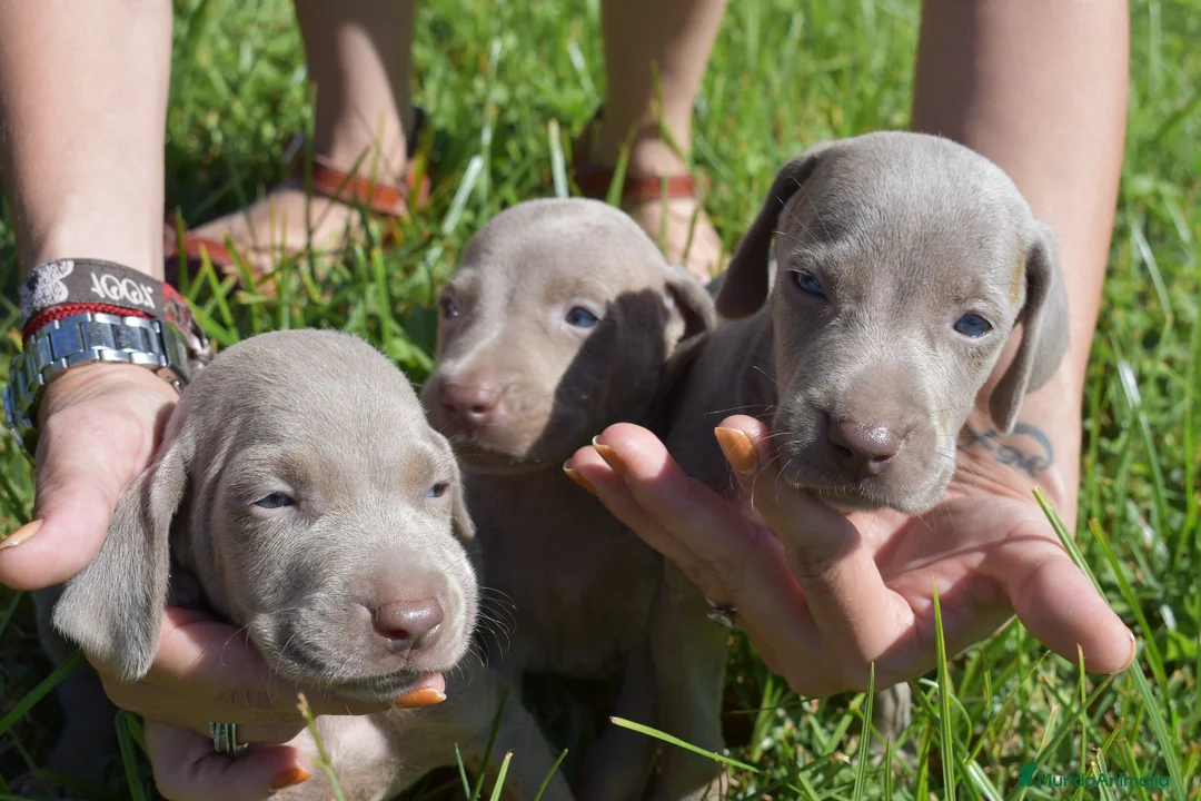 Weimaraner perros en venta: Preciosa camada de Braco de Weimar  en Barcelona - Anuncio 1