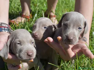 Weimaraner perros Preciosa camada de Braco de Weimar - Anuncio 1