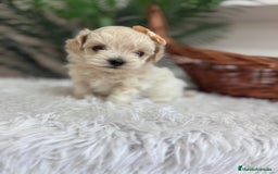 Maltipoo perros en venta: MALTIPOO HEMBRA - Imagen 2