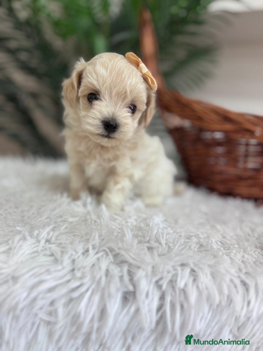 Maltipoo perros en venta: MALTIPOO HEMBRA - Imagen 2
