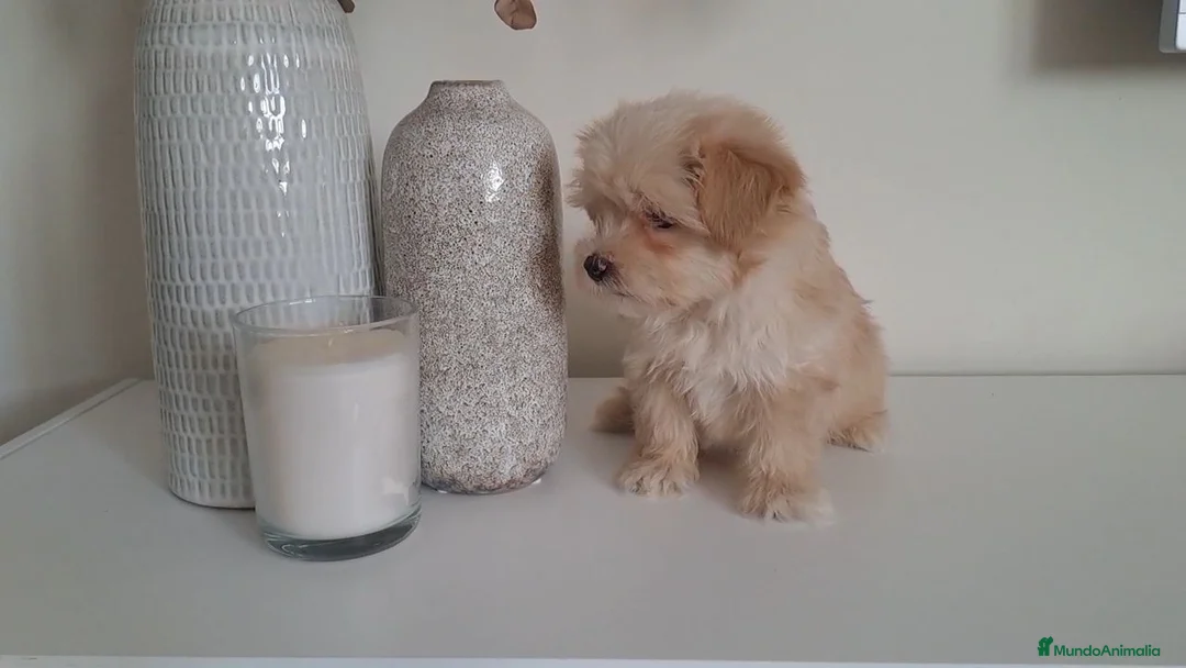 Maltipoo perros en venta: Maltipoo Toy Apricot  - Anuncio 2
